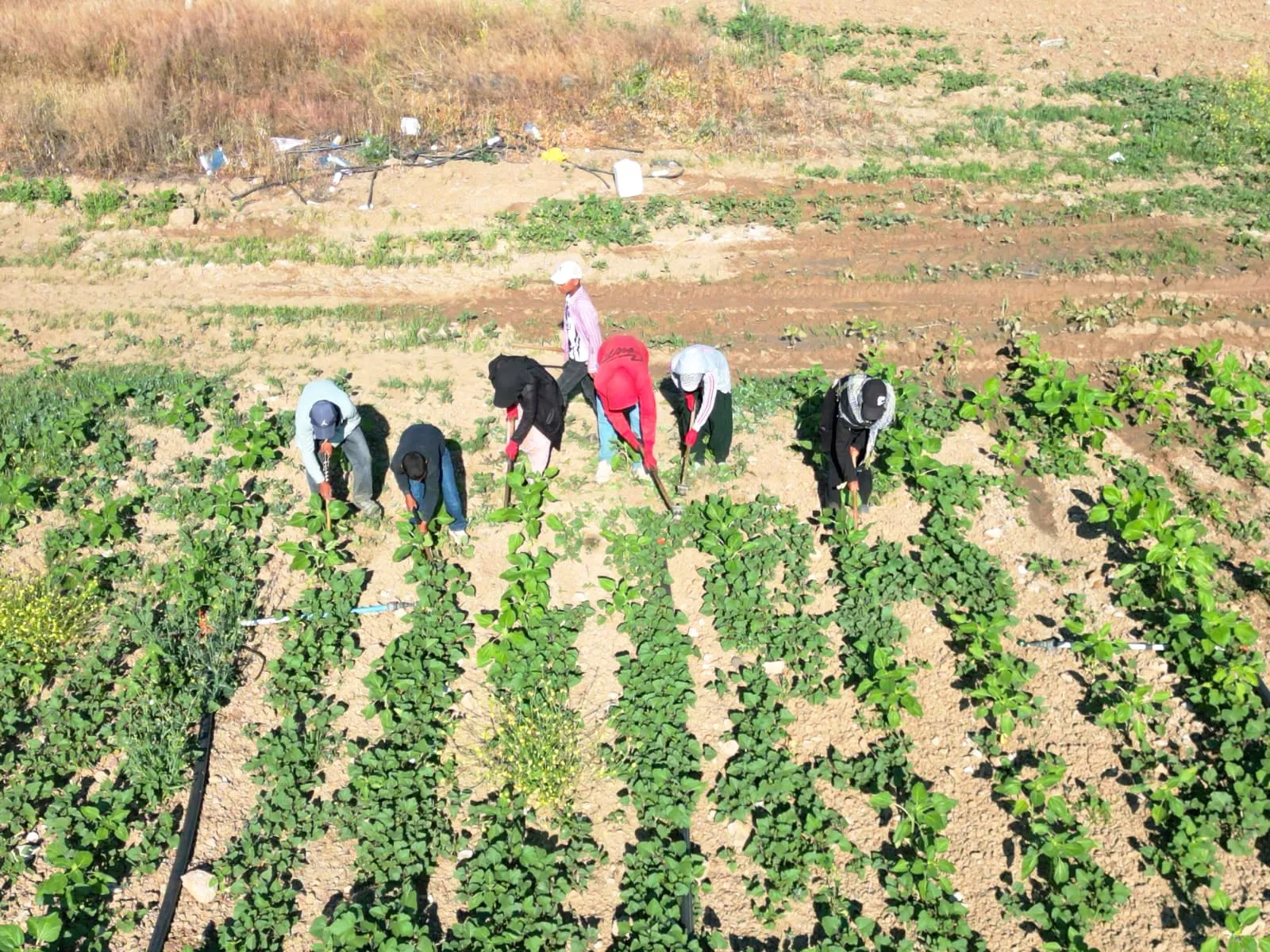 Şanlıurfa'dan yola çıkan mevsimlik işçilerin zorlu ekmek mücadelesi