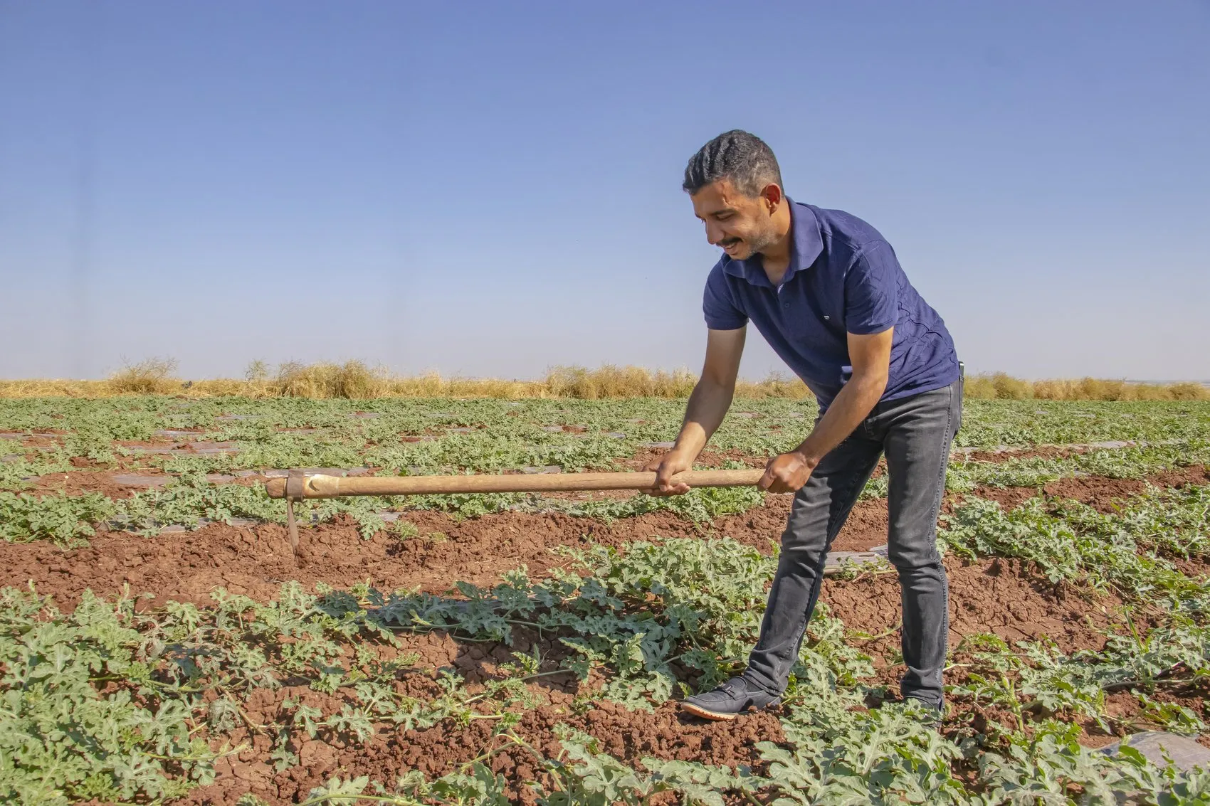 Diyarbakır karpuzu doludan yara aldı hasat gecikmeli başlıyor