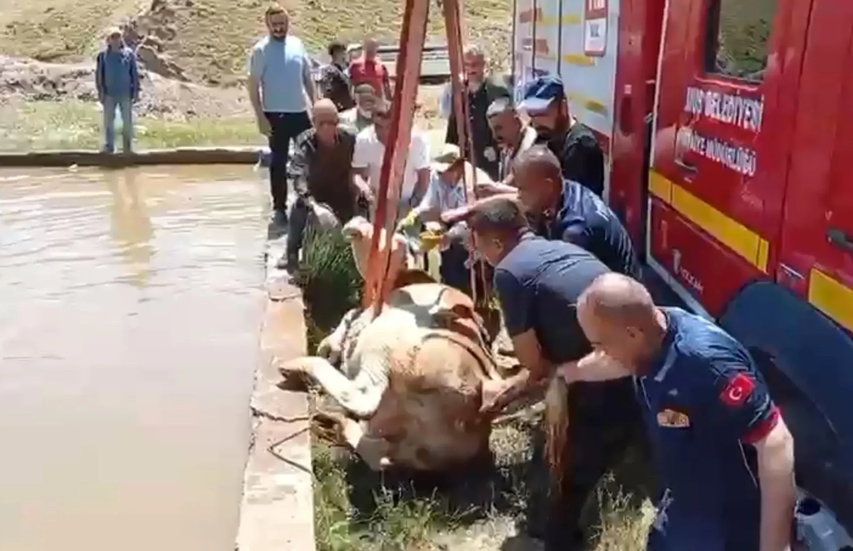 Muş’ta sulama havuzuna düşen inek için kurtarma operasyonu