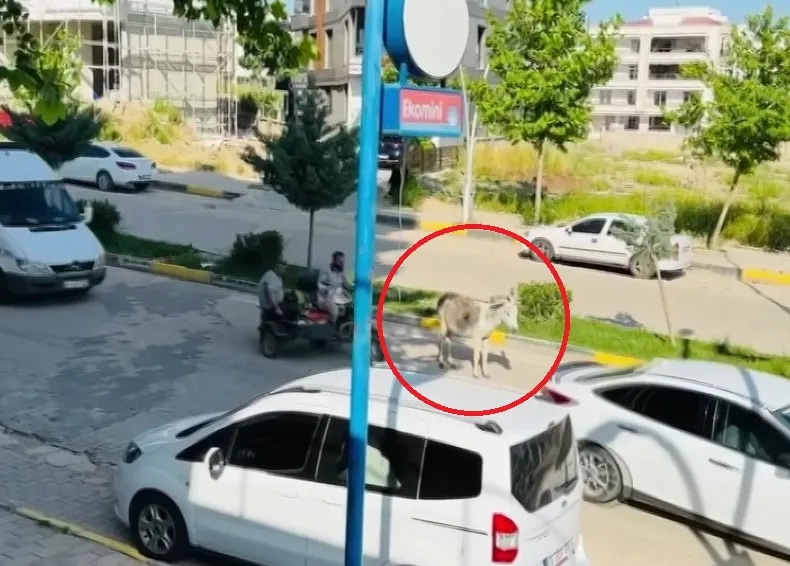 Ergani yolunda eşek trafiği kilitledi