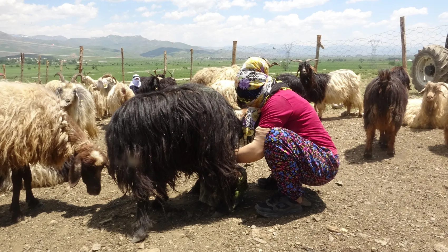 Yüksekova'nın kadınları yaylalarda süt mesaisine başladı