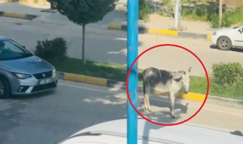 Ergani yolunda eşek trafiği kilitledi