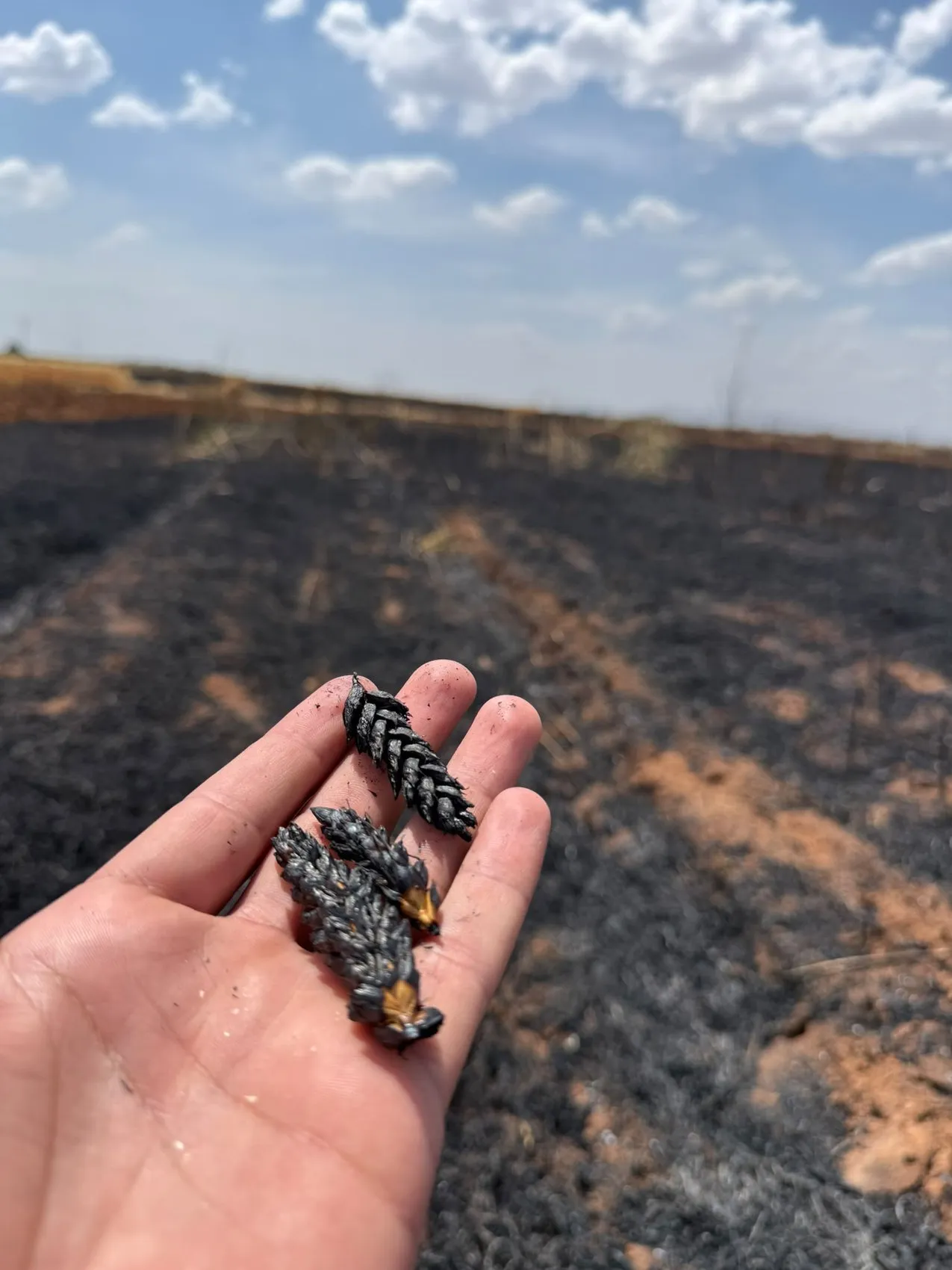 Mardin’de hasat mevsimi yangınla gölgelendi