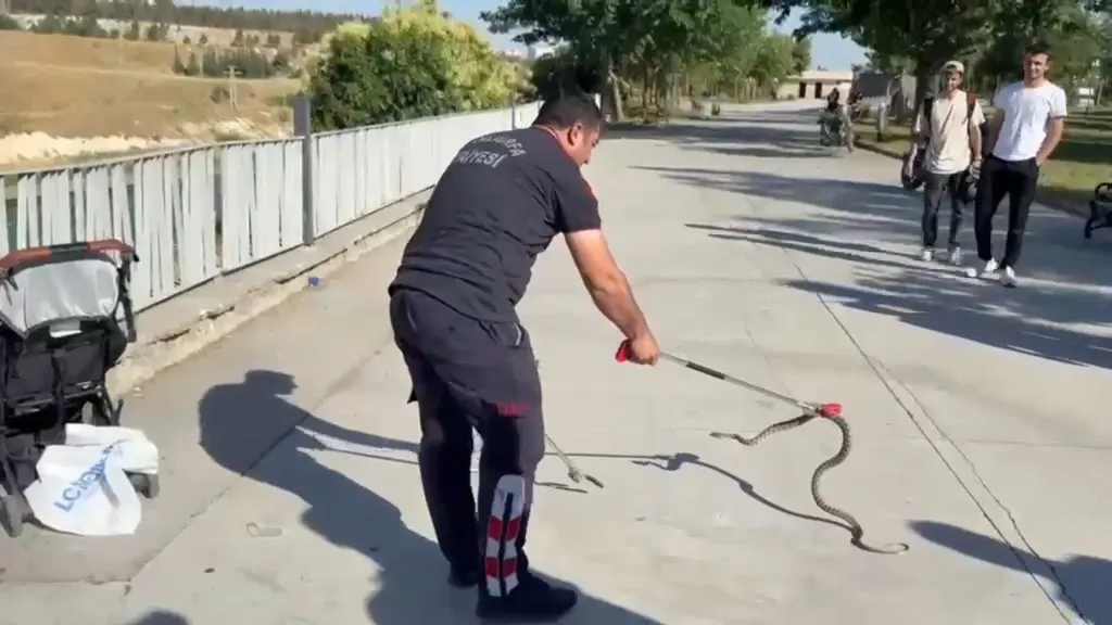 Urfa'da piknik alanında korkutan yılan paniği