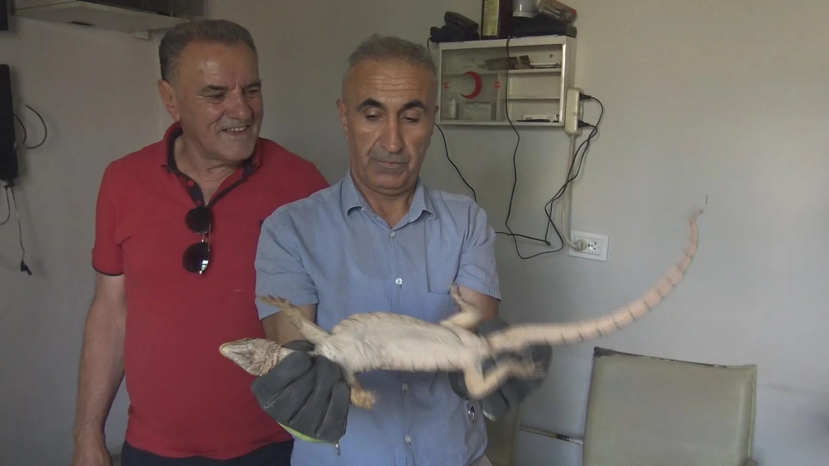 Silopi’de bir evin odunluğundan nadir görülen çöl varanı çıktı