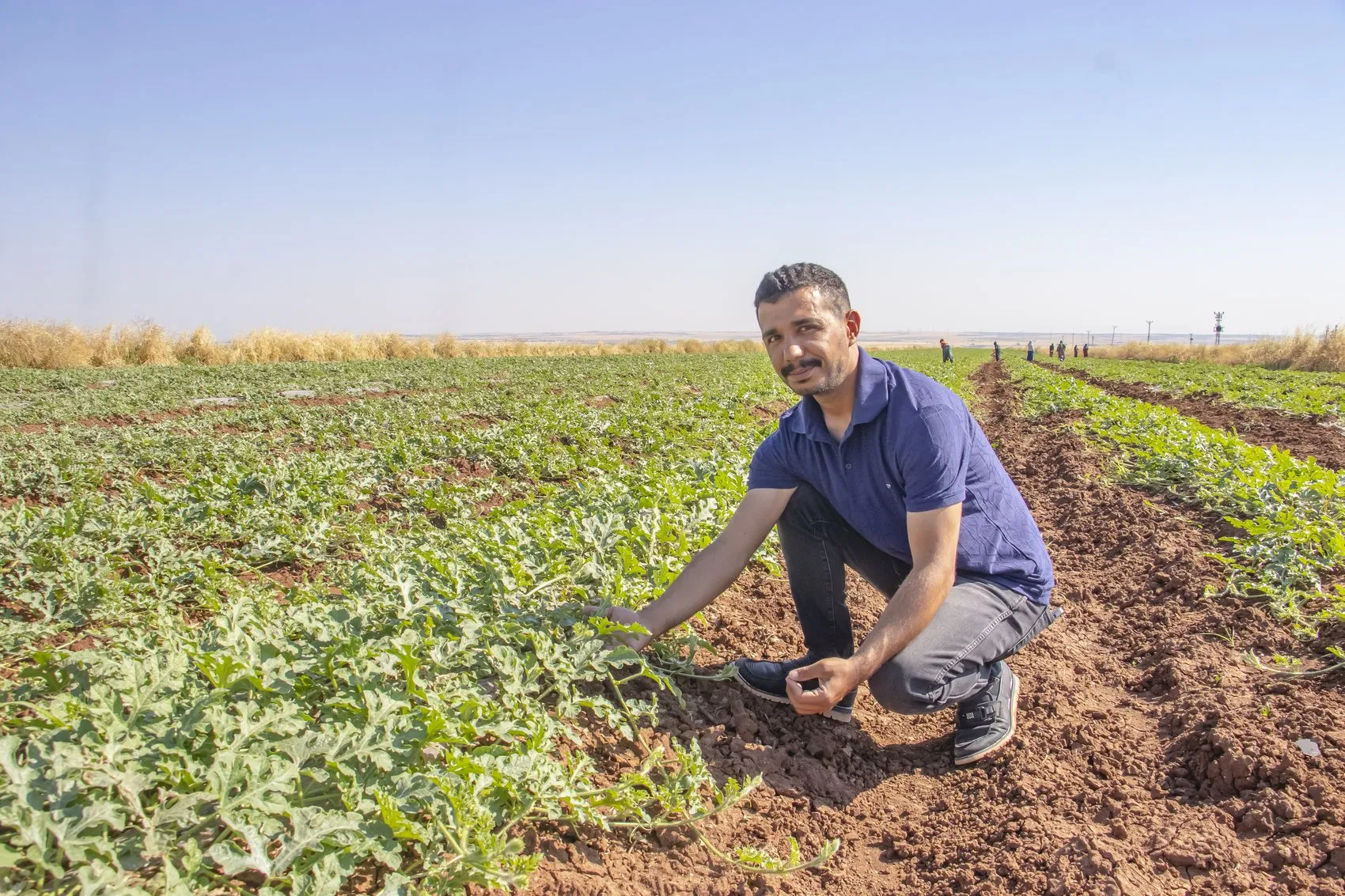 Diyarbakır karpuzu doludan yara aldı hasat gecikmeli başlıyor