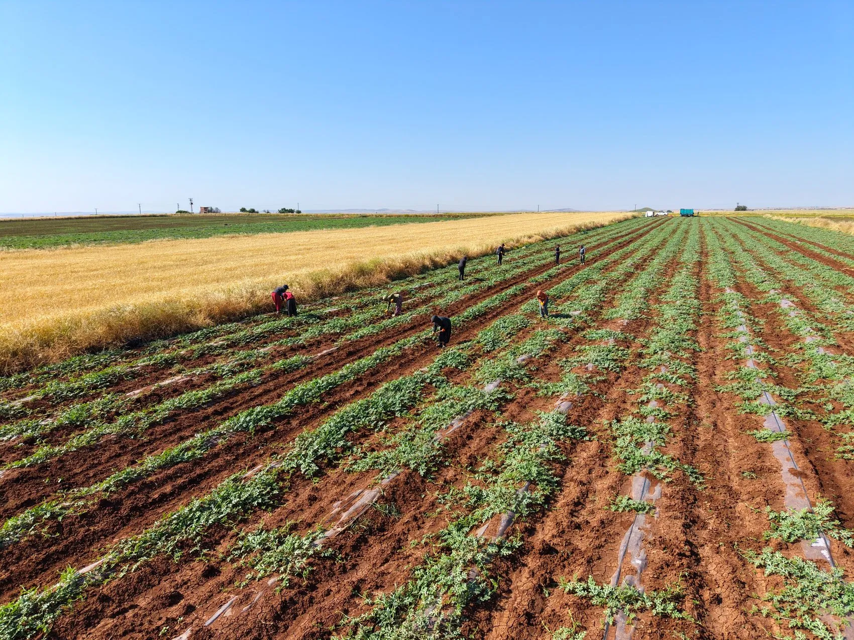 Diyarbakır karpuzu doludan yara aldı hasat gecikmeli başlıyor