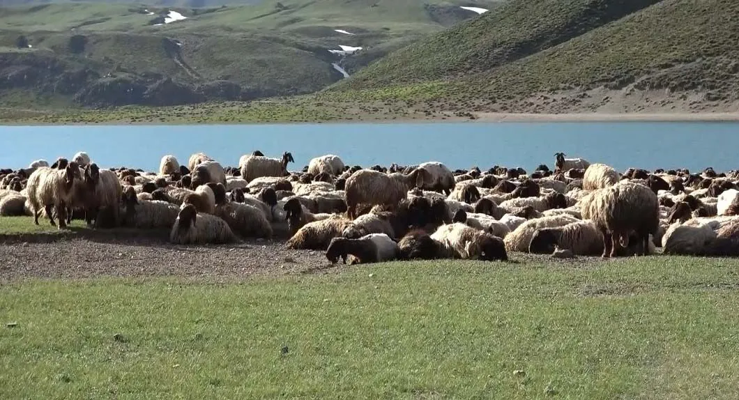 Göçerlerin serin yayla yolculuğu başladı