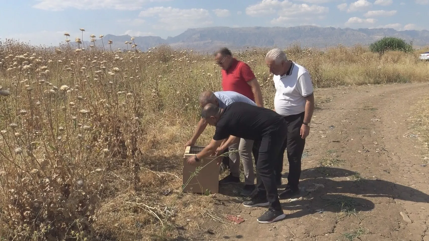 Silopi’de bir evin odunluğundan nadir görülen çöl varanı çıktı