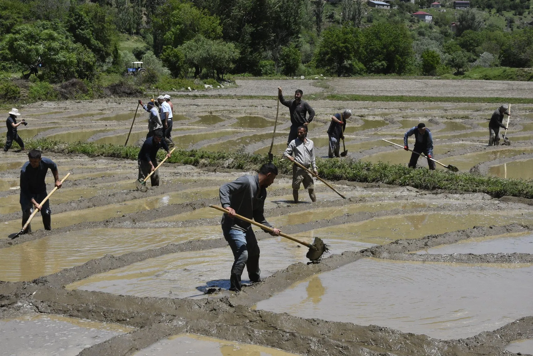 Bitlis'te pirinç mesaisi imece usulüyle başladı