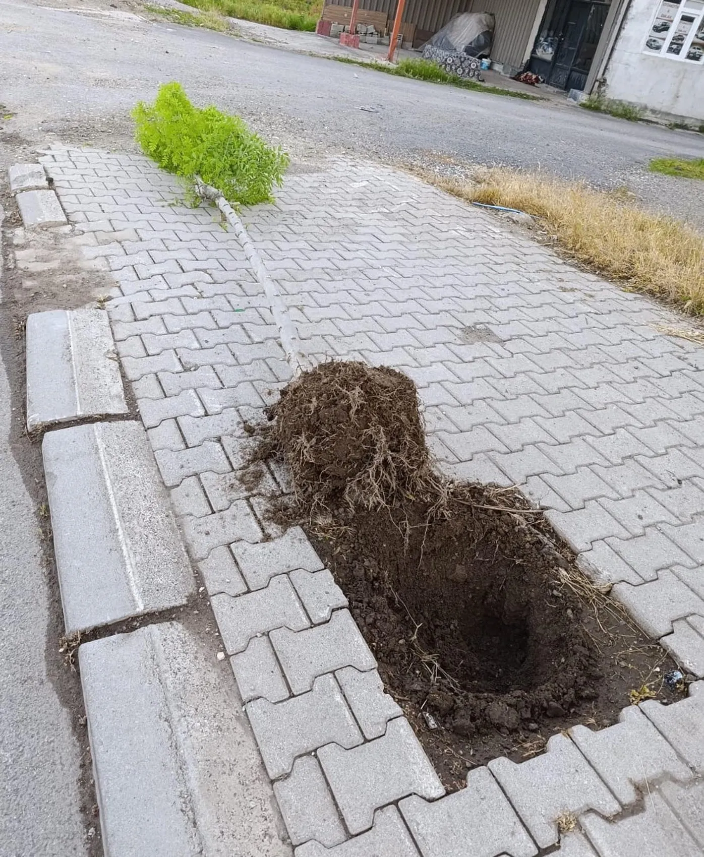 Patnos’ta yeşil alanlara zarar veren kişi yakalandı