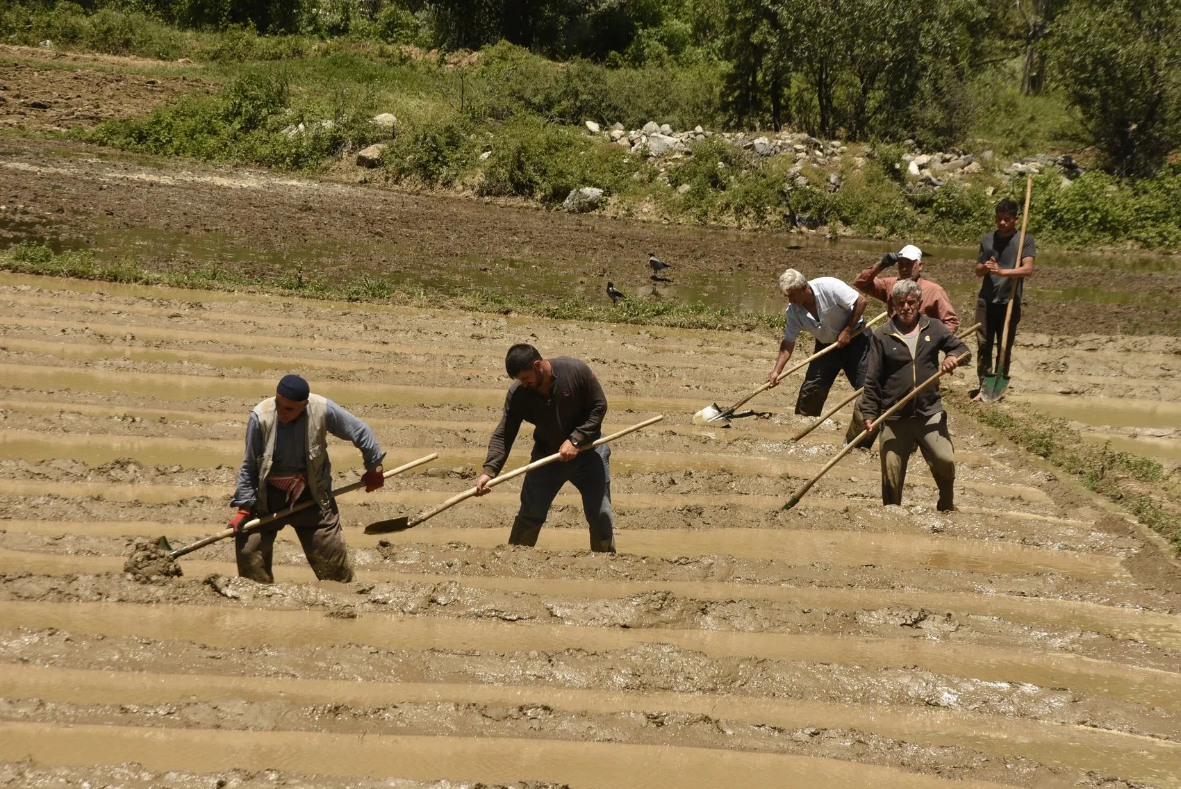 Bitlis'te pirinç mesaisi imece usulüyle başladı