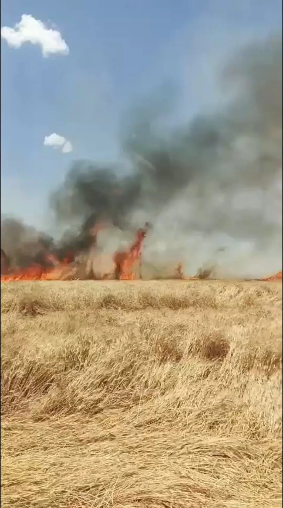 Mardin’de hasat mevsimi yangınla gölgelendi