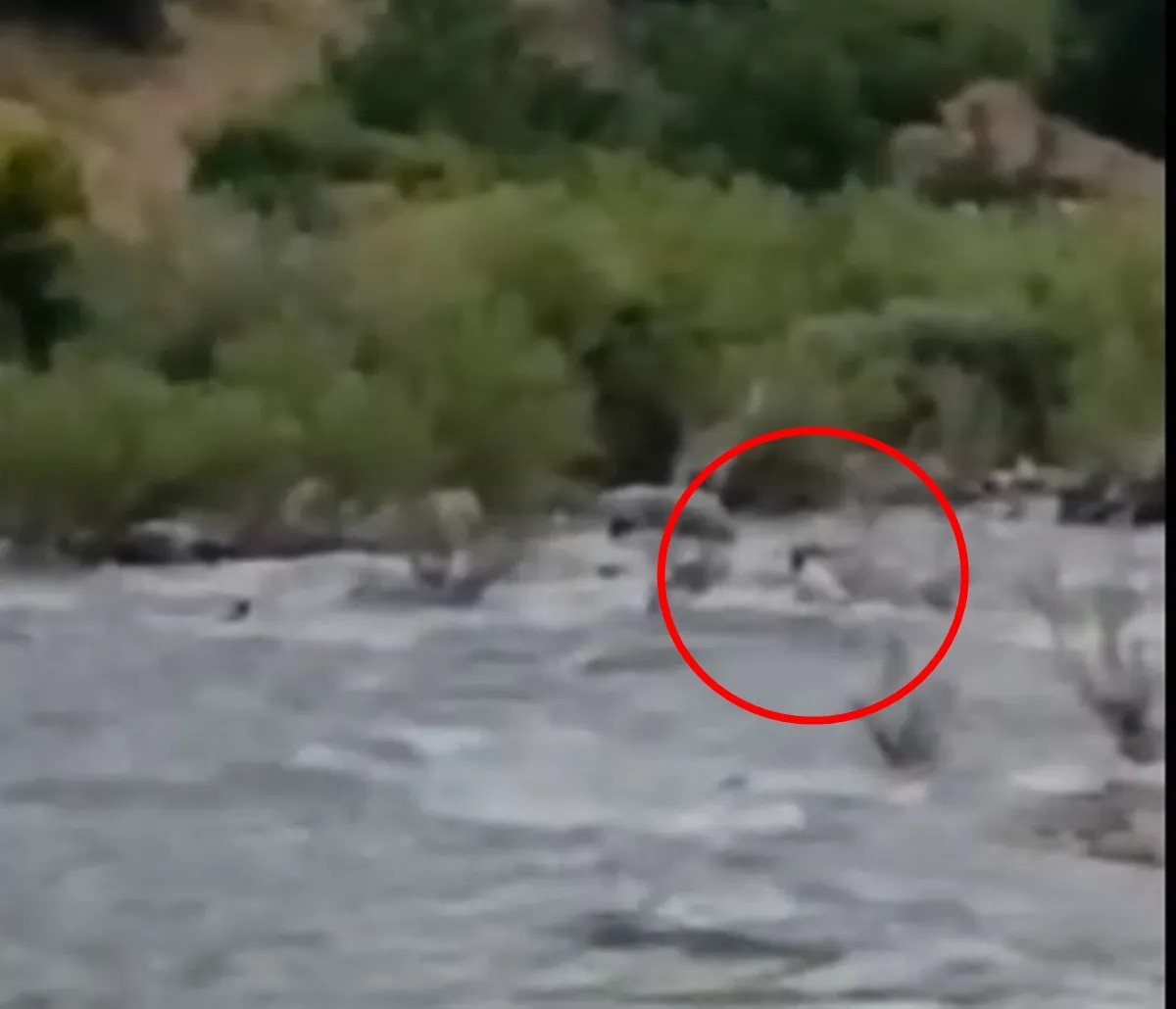 Bingöl’de serinlemek için girdiği çayda kaybolan adam aranıyor