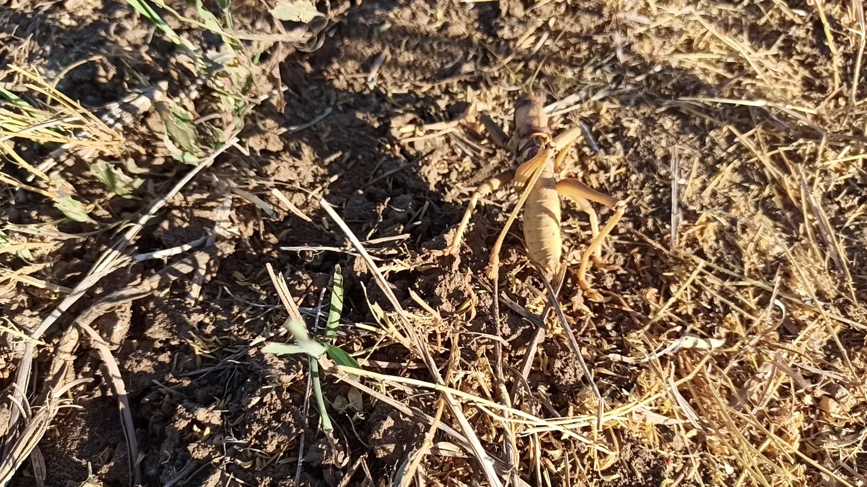 Batmanlı çiftçinin sıra dışı hasat molası