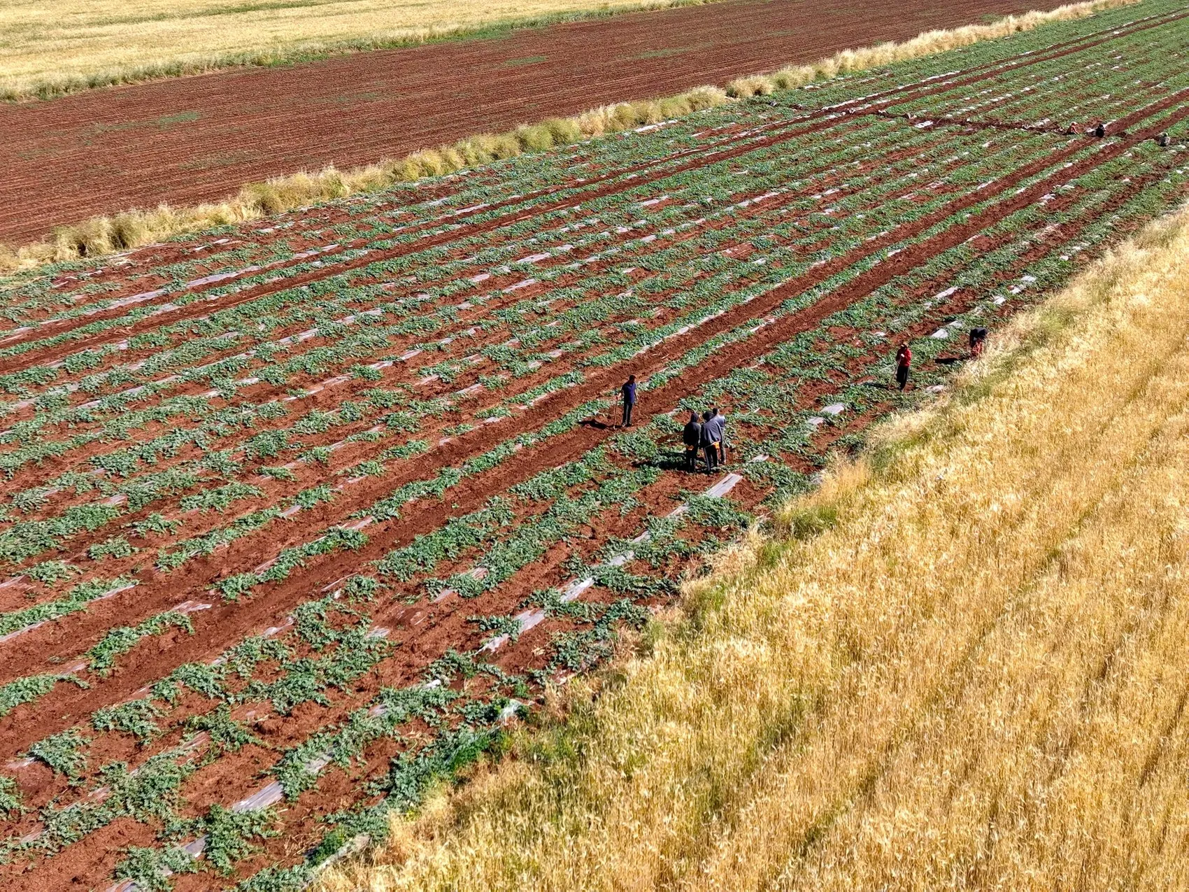 Diyarbakır karpuzu doludan yara aldı hasat gecikmeli başlıyor