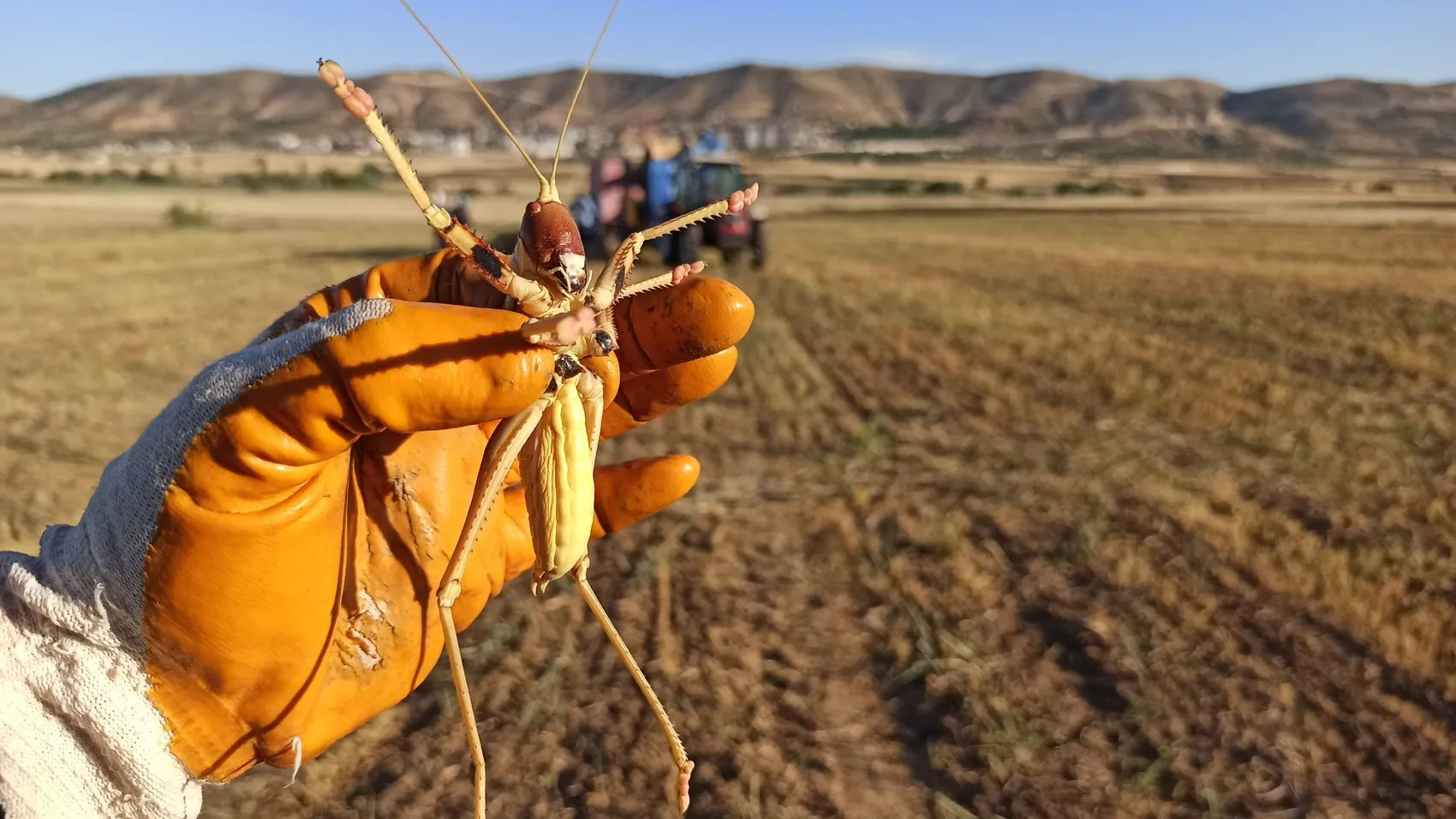 Batmanlı çiftçinin sıra dışı hasat molası