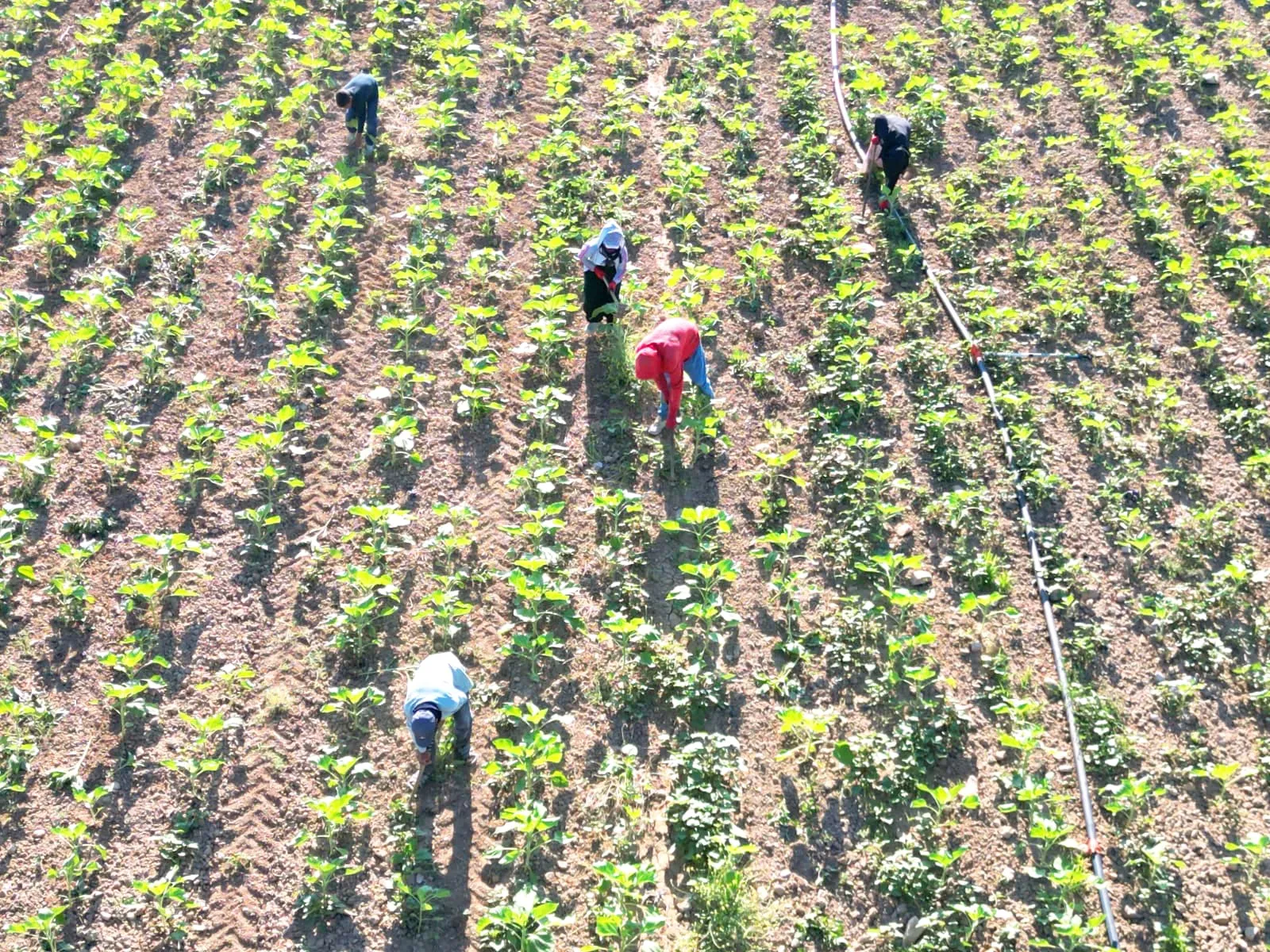 Şanlıurfa'dan yola çıkan mevsimlik işçilerin zorlu ekmek mücadelesi