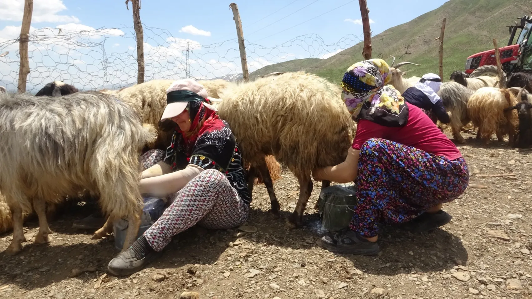 Yüksekova'nın kadınları yaylalarda süt mesaisine başladı