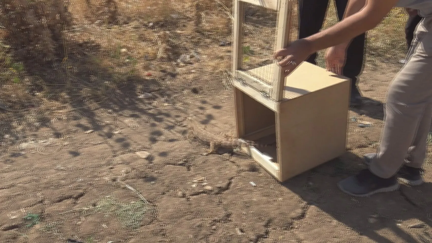 Silopi’de bir evin odunluğundan nadir görülen çöl varanı çıktı