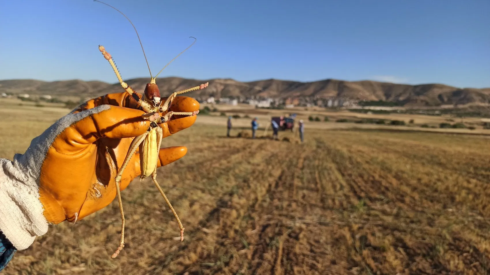 Batmanlı çiftçinin sıra dışı hasat molası