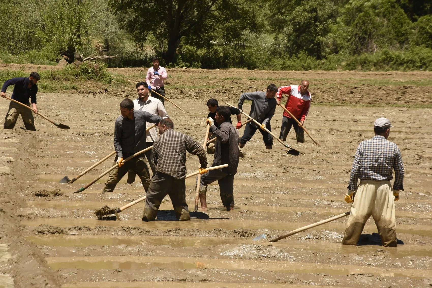 Bitlis'te pirinç mesaisi imece usulüyle başladı