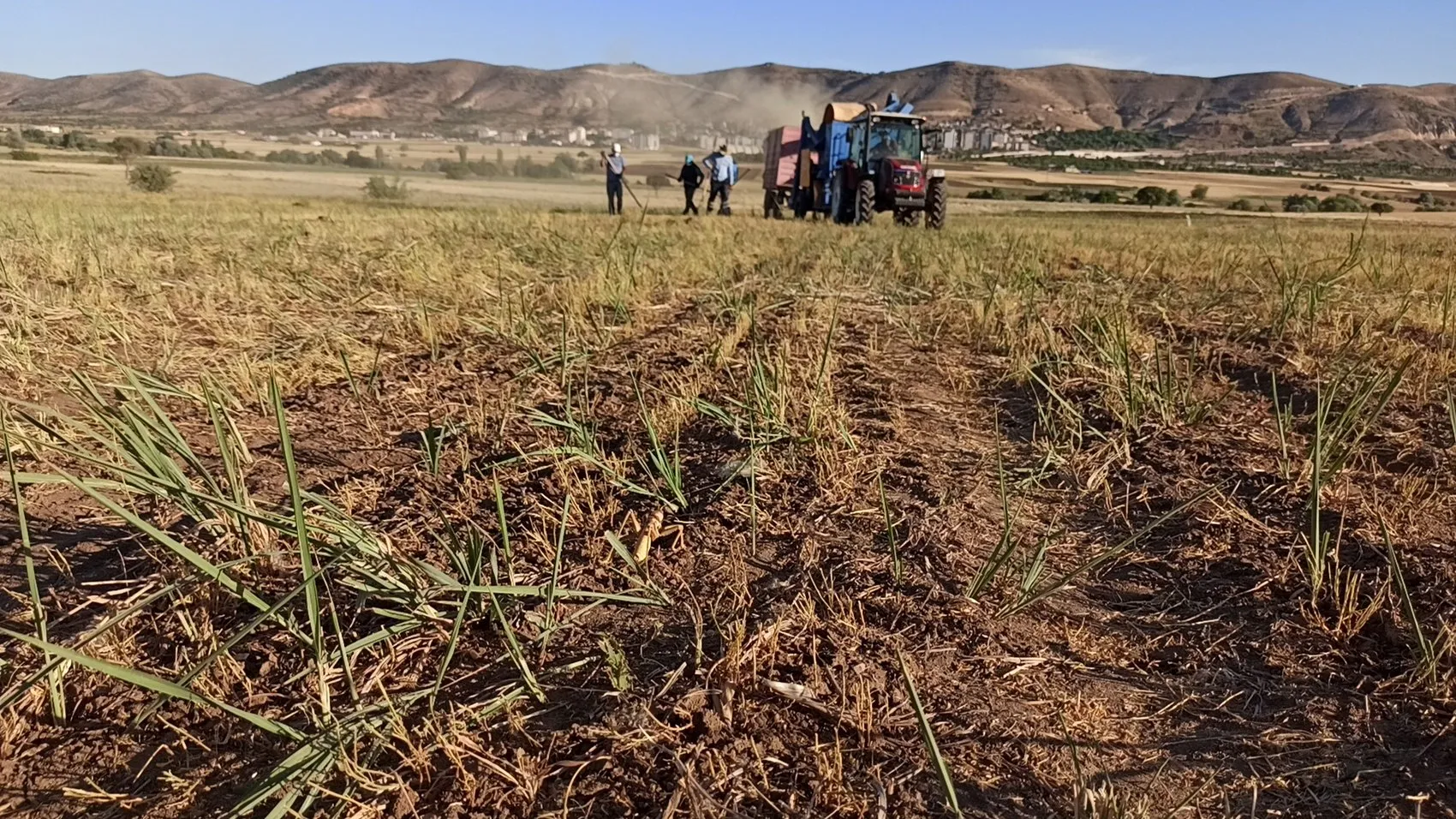 Batmanlı çiftçinin sıra dışı hasat molası