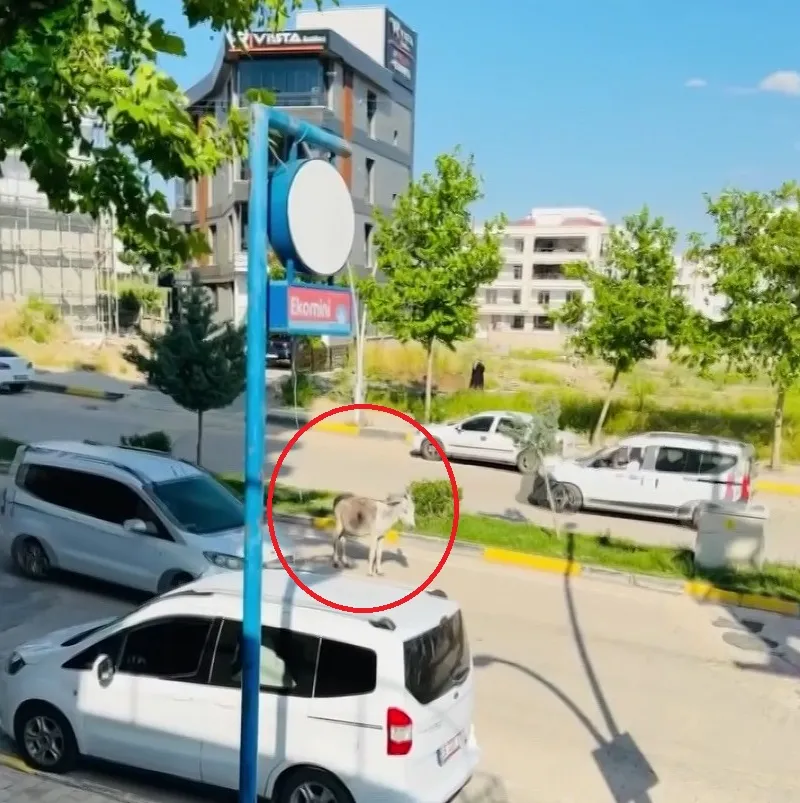 Ergani yolunda eşek trafiği kilitledi