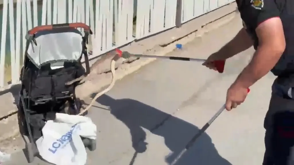Urfa'da piknik alanında korkutan yılan paniği