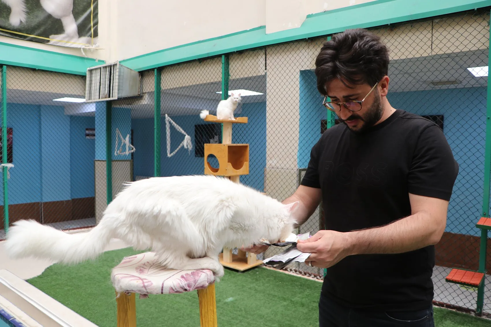 Van Kedileri 100 Yeni Yavruyla Sezonu Açtı