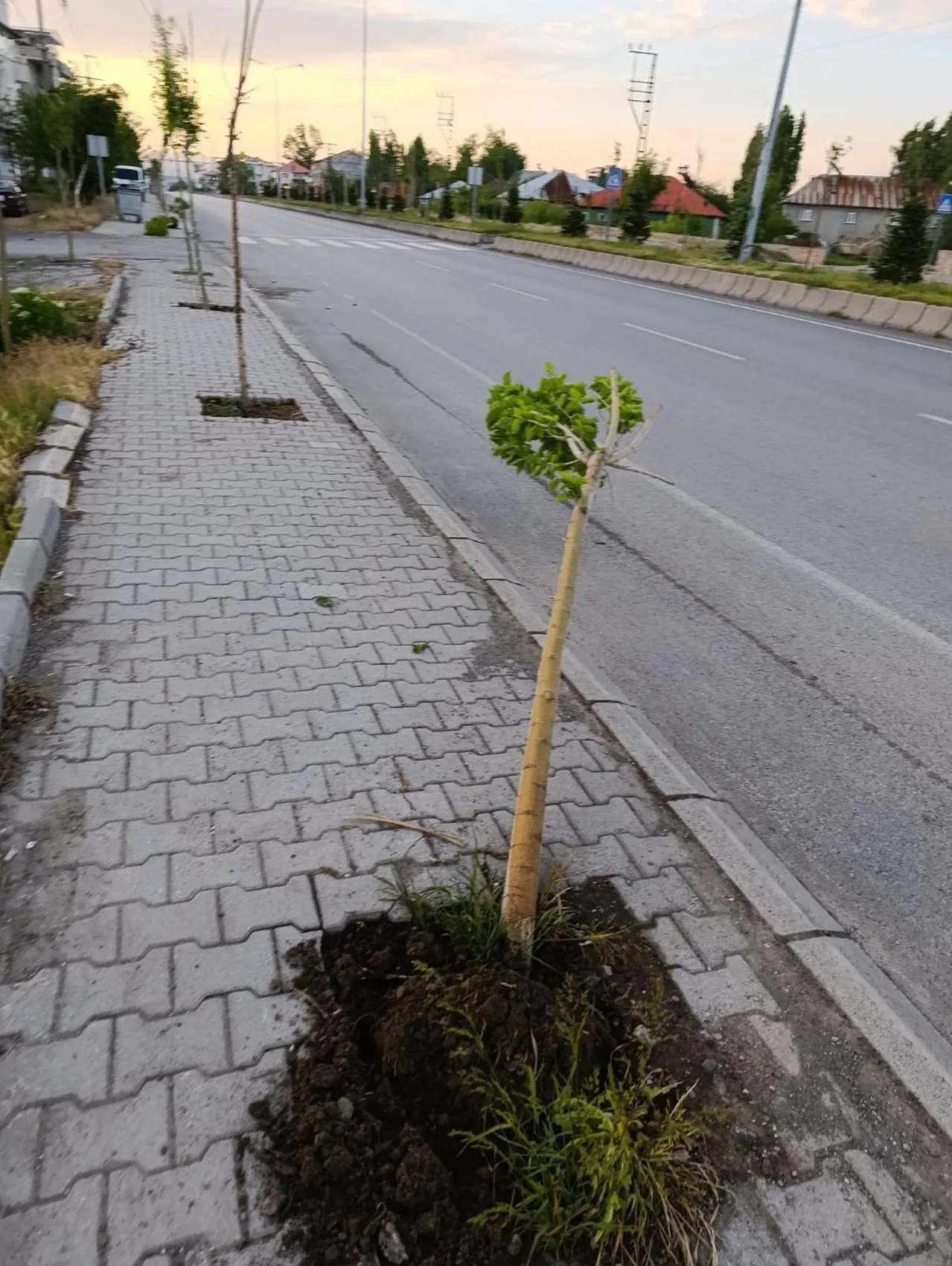 Patnos’ta yeşil alanlara zarar veren kişi yakalandı