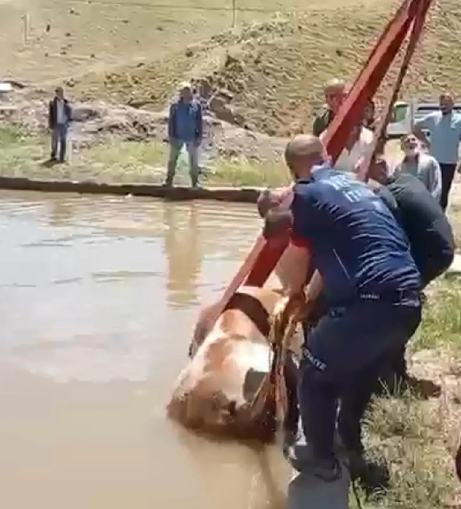 Muş’ta sulama havuzuna düşen inek için kurtarma operasyonu