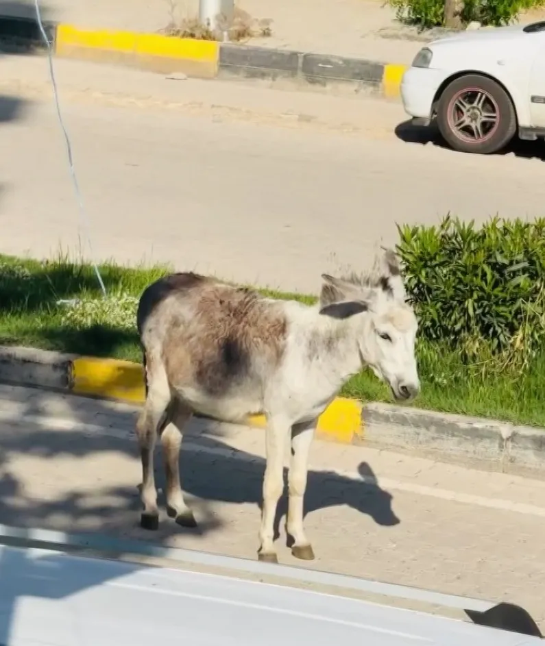 Ergani yolunda eşek trafiği kilitledi