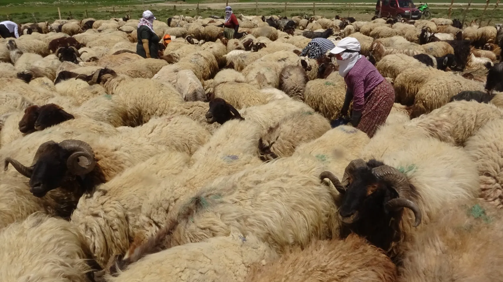 Yüksekova'nın kadınları yaylalarda süt mesaisine başladı