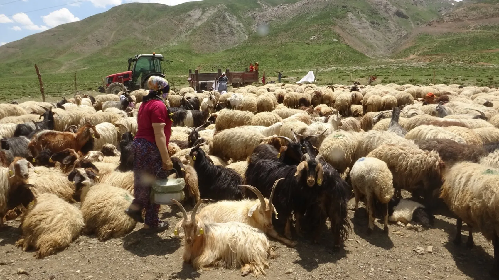 Yüksekova'nın kadınları yaylalarda süt mesaisine başladı