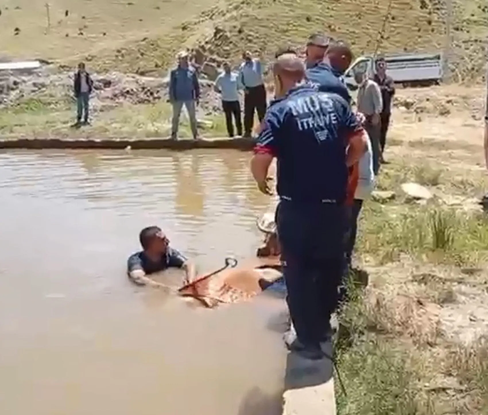 Muş’ta sulama havuzuna düşen inek için kurtarma operasyonu