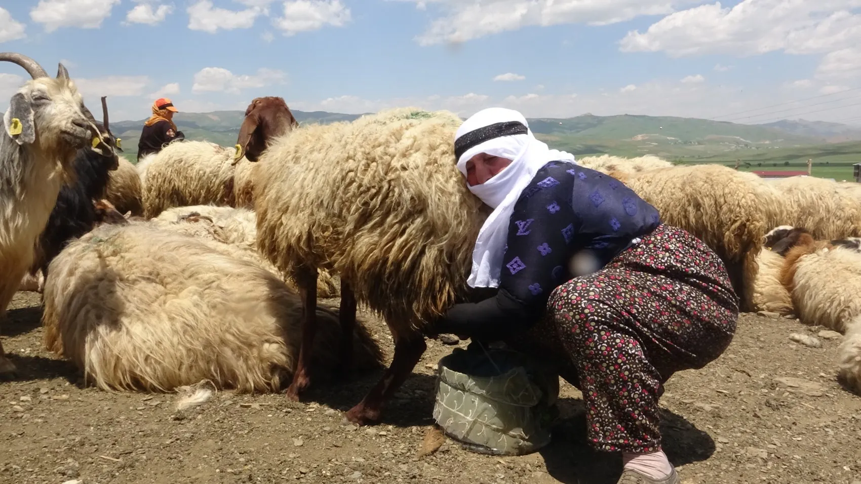 Yüksekova'nın kadınları yaylalarda süt mesaisine başladı