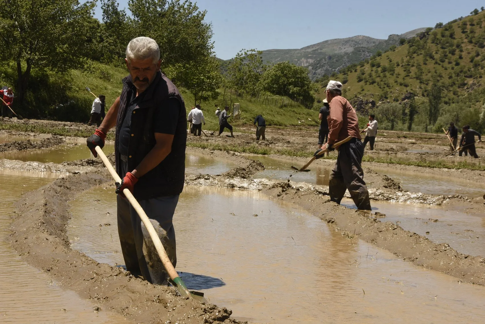Bitlis'te pirinç mesaisi imece usulüyle başladı