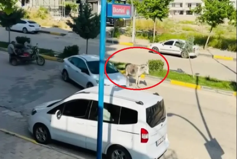 Ergani yolunda eşek trafiği kilitledi