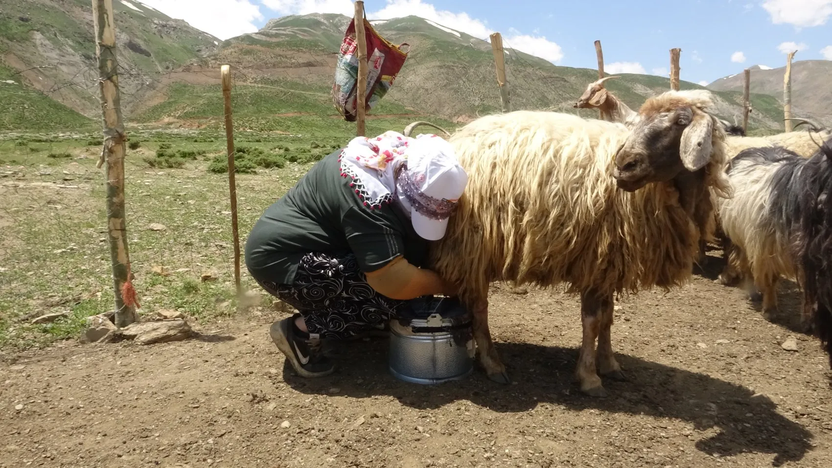 Yüksekova'nın kadınları yaylalarda süt mesaisine başladı