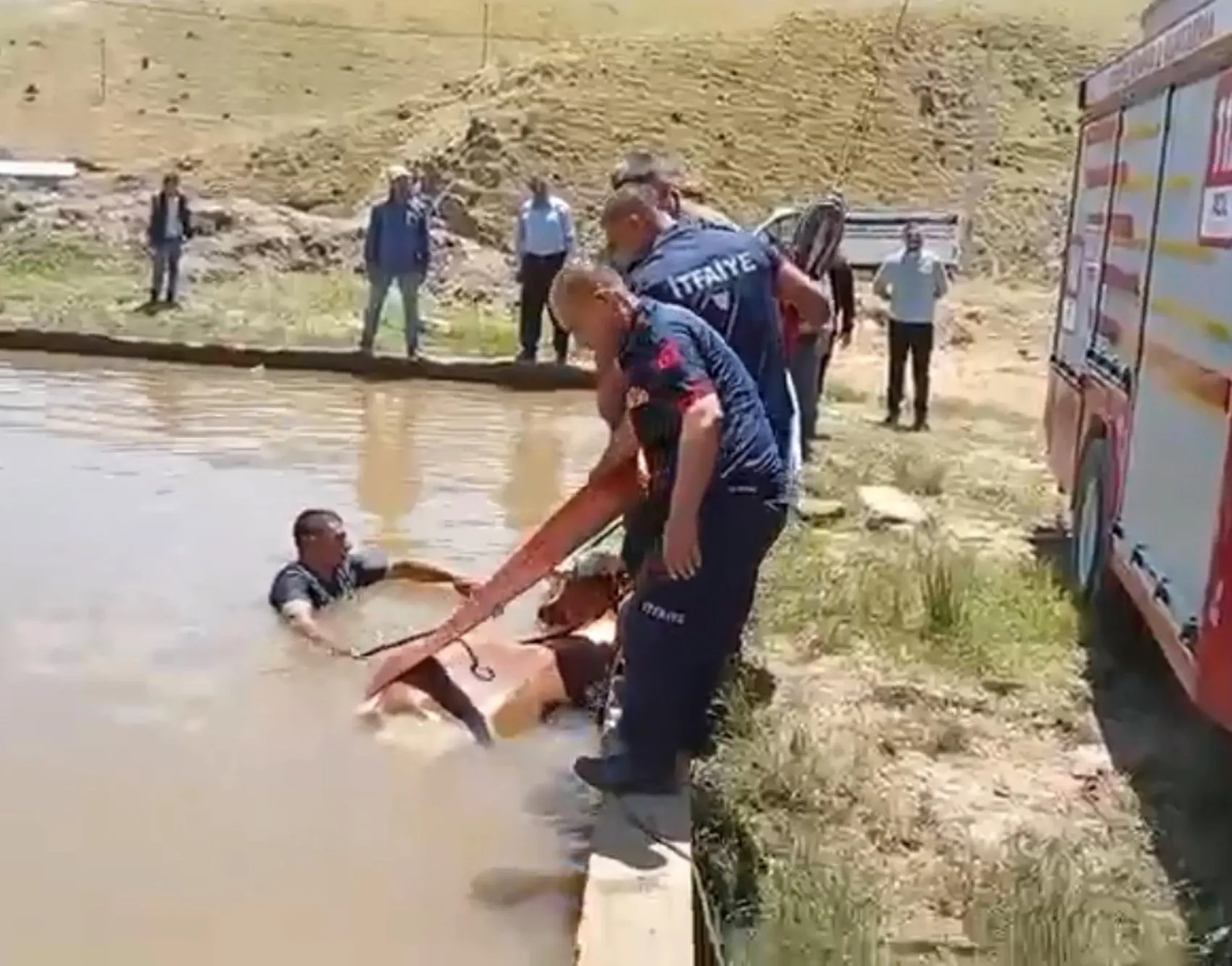Muş’ta sulama havuzuna düşen inek için kurtarma operasyonu