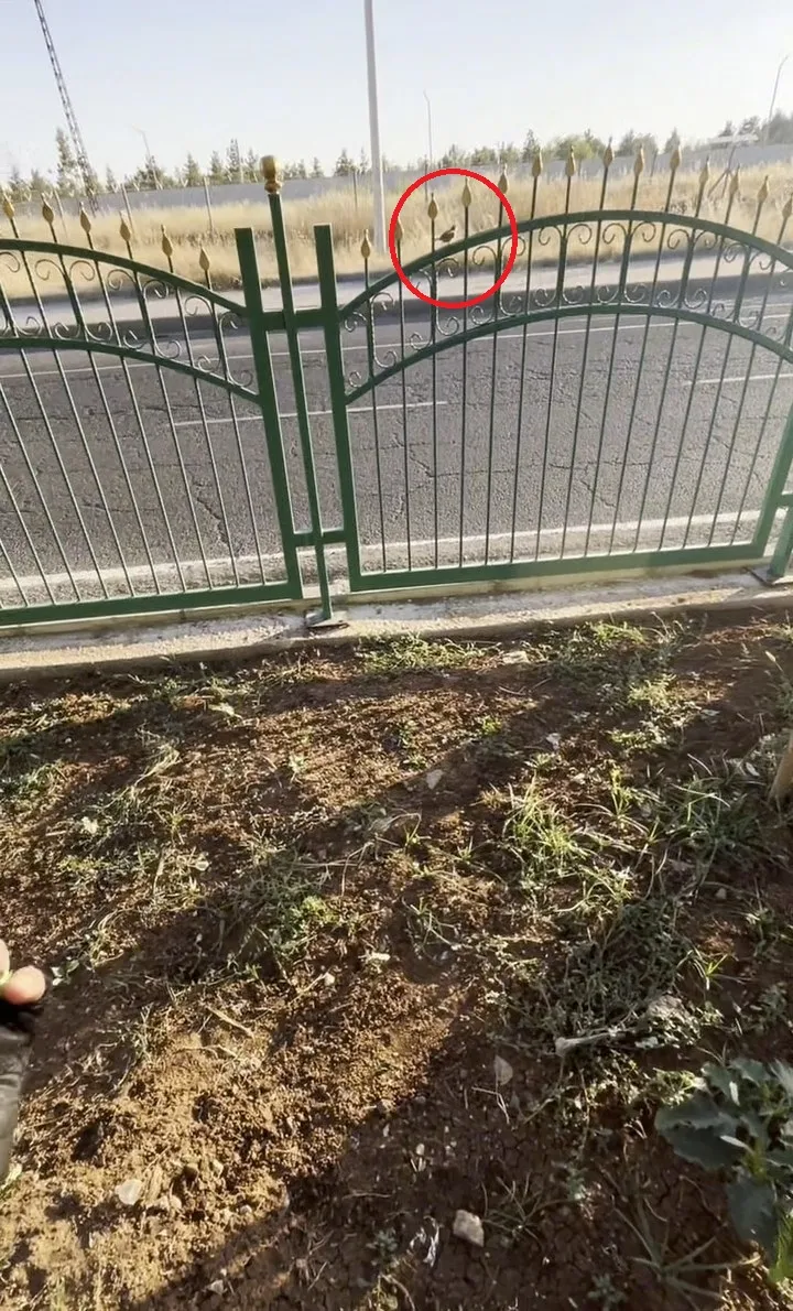Diyarbakırlı kurye yolda çırpınan serçenin hayatını kurtardı