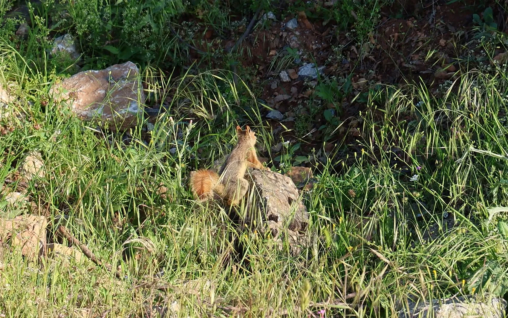 Hizan Doğası ve Sevimli Sincaplarıyla Doğa Tutkunlarının Yeni Gözdesi Oldu