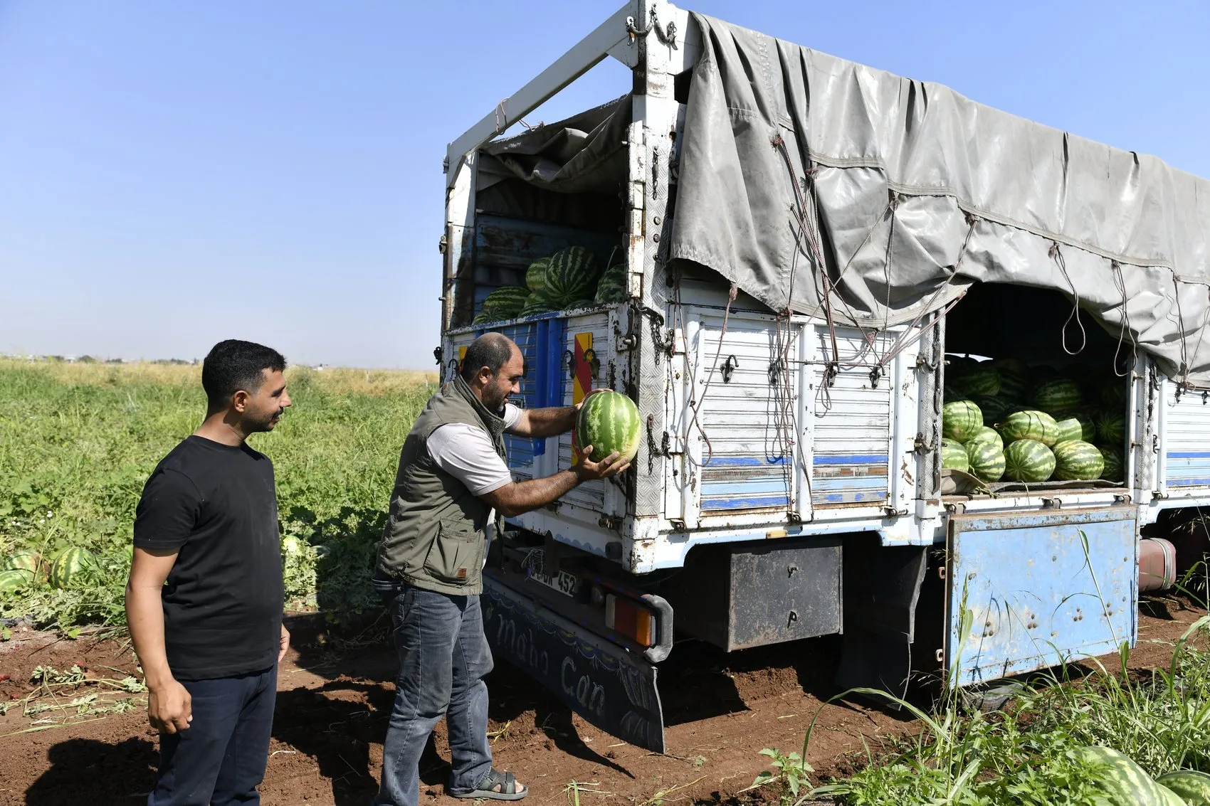 Diyarbakır karpuzunda hasat sezonu bereketli geçiyor