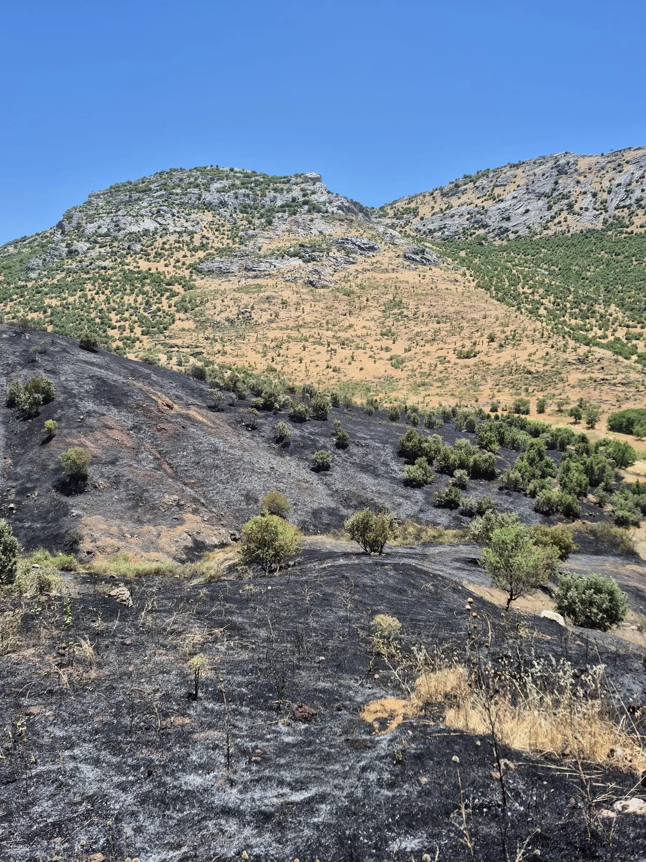 Dicle ilçesindeki üzüm bağları yangında zarar gördü