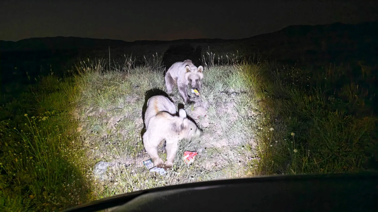 Nemrut Kalderası'nda yaşayan bozayılar ziyaretçilerin bıraktığı atıklar arasında yiyecek aradı