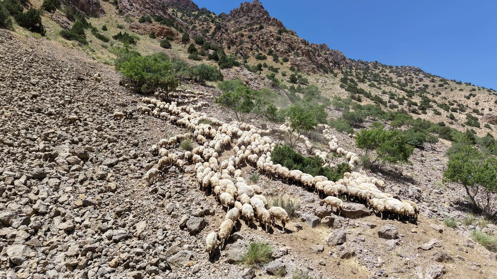 Van'da Norduz koyunları dijital teknolojilerle takip altına alınıyor