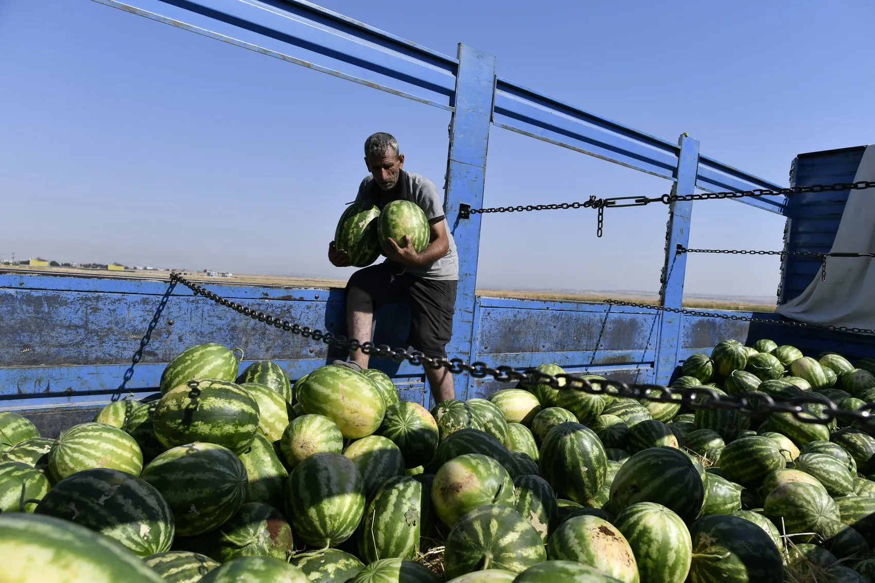 Diyarbakır karpuzunda hasat sezonu bereketli geçiyor