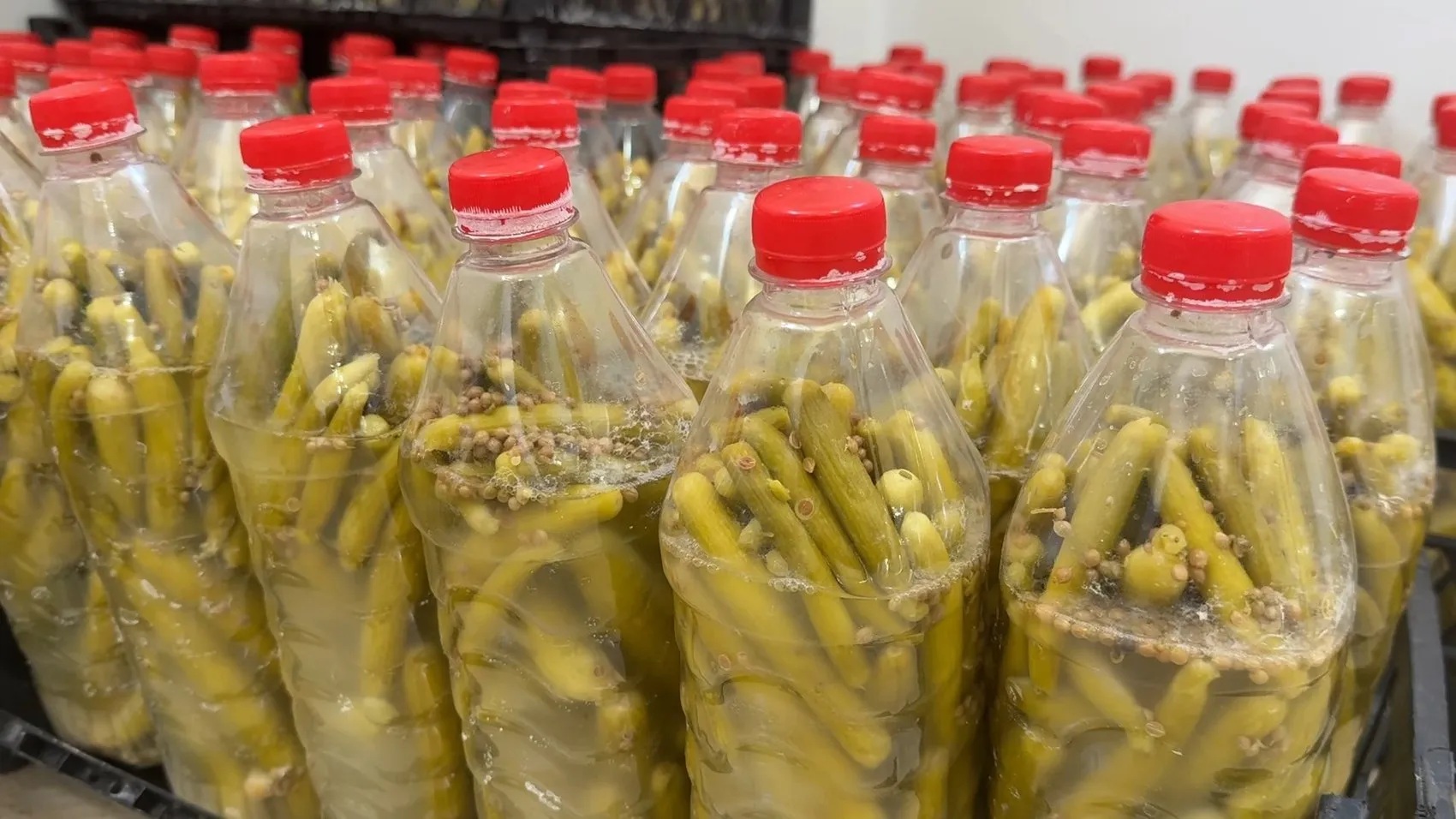 Midyatlı kadınlar tescilli acurları beş tonluk turşuya dönüştürüyor