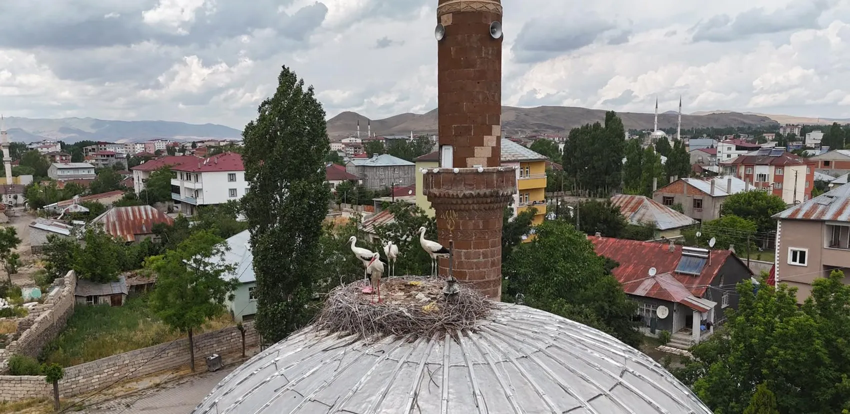 Patnos sakinlerini sevindiren leylekler yuvalarına geç ulaştı